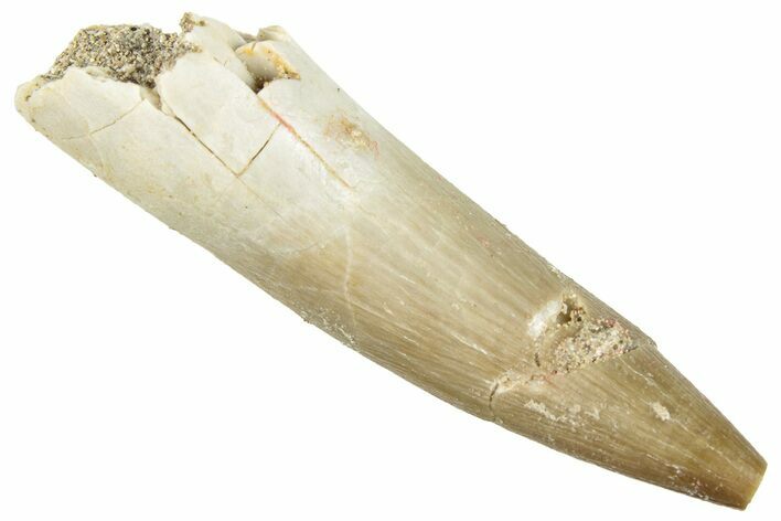 Fossil Plesiosaur (Zarafasaura) Tooth - Morocco #296370